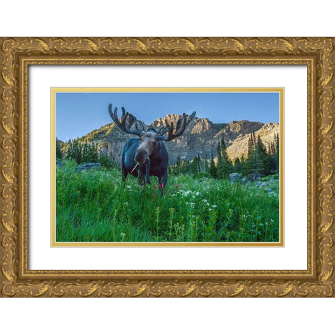 Grazing bull moose eye to eye with photographer-Wasatch Mountains-Alta-Utah-USA Gold Ornate Wood Framed Art Print with Double Matting by Garber, Howie