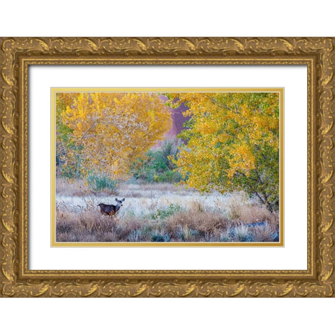 Whitetail deer grazing under autumn cottonwood tree-near Moab-Utah-USA Gold Ornate Wood Framed Art Print with Double Matting by Garber, Howie