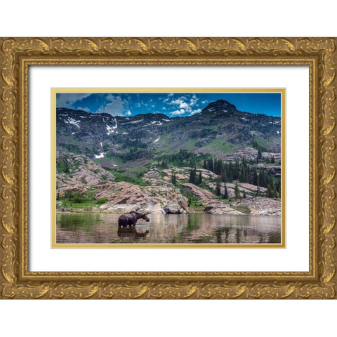 Young bull moose wading in Lake Lilian-Wasatch Mountains near Lake Blanche Gold Ornate Wood Framed Art Print with Double Matting by Garber, Howie