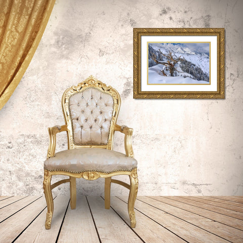 Utah-Ancient Limber pine on ridge during winter Big Cottonwood Canyon near Salt Lake City and Alta Gold Ornate Wood Framed Art Print with Double Matting by Garber, Howie