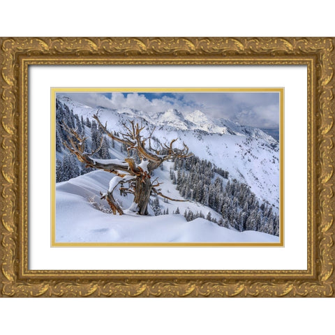 Utah-Ancient Limber pine on ridge during winter Big Cottonwood Canyon near Salt Lake City and Alta Gold Ornate Wood Framed Art Print with Double Matting by Garber, Howie
