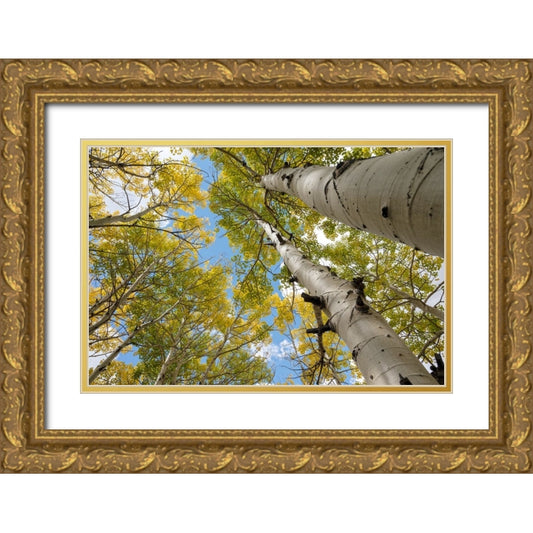Perspective Image