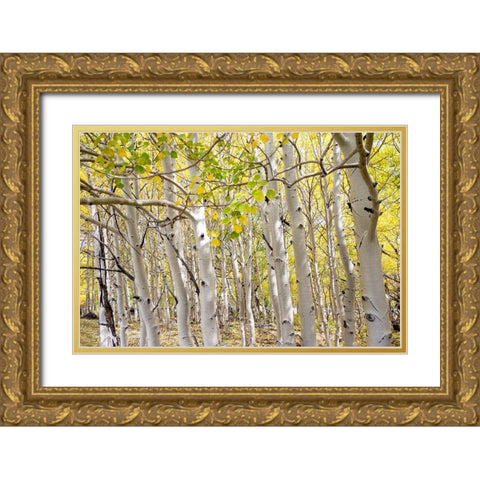 USA-Utah Dixie National Forest Grove of Aspens in Fall colors Gold Ornate Wood Framed Art Print with Double Matting by Davidson, Janell
