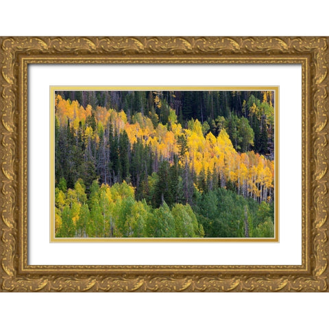 Utah; Wasatch-Cache National Forest, aspen trees along Mirror Lake Scenic Byway Gold Ornate Wood Framed Art Print with Double Matting by Wild, Jamie and Judy