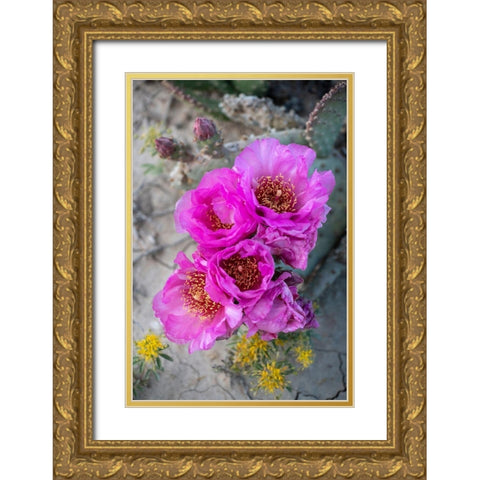 Utah Beavertail prickly pear cactus-Factory Butte-Upper Blue Hills Gold Ornate Wood Framed Art Print with Double Matting by Zimmerman, Judith
