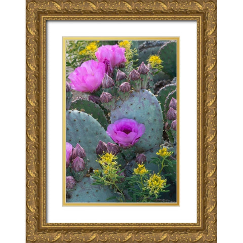 Utah Beavertail prickly pear cactus and Bee Plant-Factory Butte-Upper Blue Hills Gold Ornate Wood Framed Art Print with Double Matting by Zimmerman, Judith