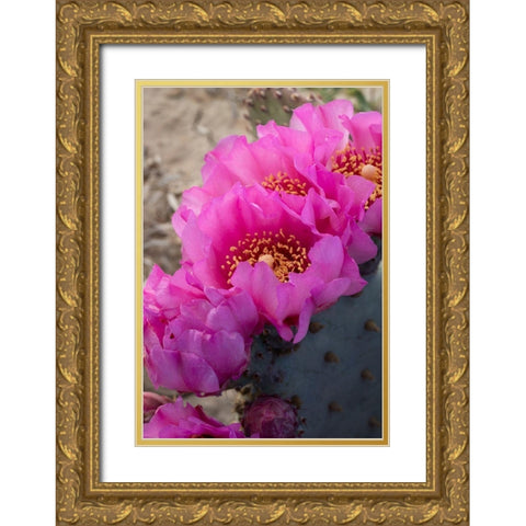 Utah Beavertail prickly pear cactus-Factory Butte-Upper Blue Hills Gold Ornate Wood Framed Art Print with Double Matting by Zimmerman, Judith