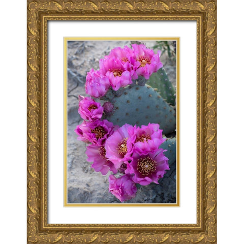 Utah Beavertail prickly pear cactus-Factory Butte-Upper Blue Hills Gold Ornate Wood Framed Art Print with Double Matting by Zimmerman, Judith