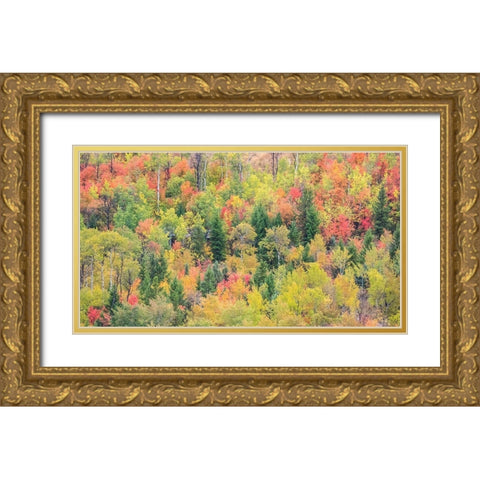 Utah-Logan Pass with Aspen and Maples in Fall Color Gold Ornate Wood Framed Art Print with Double Matting by Gulin, Sylvia