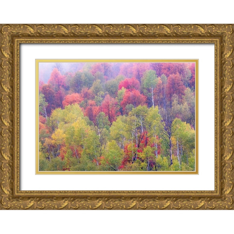 Utah-Logan Pass with Aspen and Maples in Fall Color Gold Ornate Wood Framed Art Print with Double Matting by Gulin, Sylvia