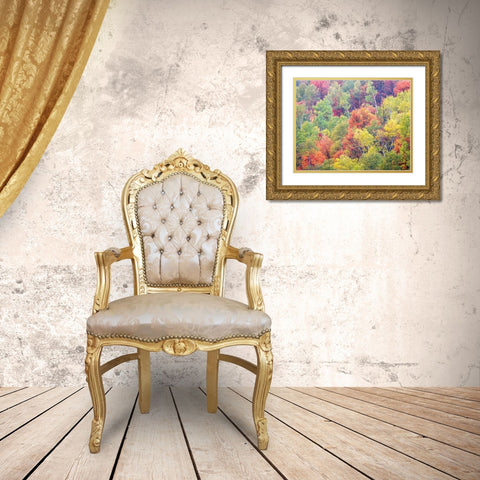 Utah-Logan Pass with Aspen and Maples in Fall Color Gold Ornate Wood Framed Art Print with Double Matting by Gulin, Sylvia