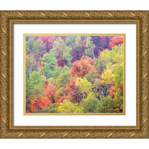 Utah-Logan Pass with Aspen and Maples in Fall Color Gold Ornate Wood Framed Art Print with Double Matting by Gulin, Sylvia