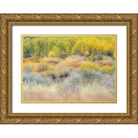 Utah-Logan Pass hillsides covered with Aspen grove in Fall Color Gold Ornate Wood Framed Art Print with Double Matting by Gulin, Sylvia