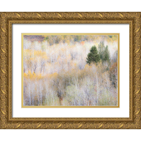 Utah-Logan Pass hillsides covered with Aspen grove in Fall Color Gold Ornate Wood Framed Art Print with Double Matting by Gulin, Sylvia