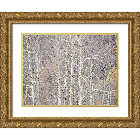 Utah-Wasatch Mountain Range Aspens just off of Highway 39 and Curtis Creek Rd Gold Ornate Wood Framed Art Print with Double Matting by Gulin, Sylvia