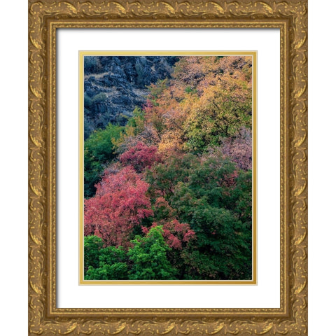 USA-Utah-east of Logan on highway 89 fall color on Canyon Maple Gold Ornate Wood Framed Art Print with Double Matting by Gulin, Sylvia