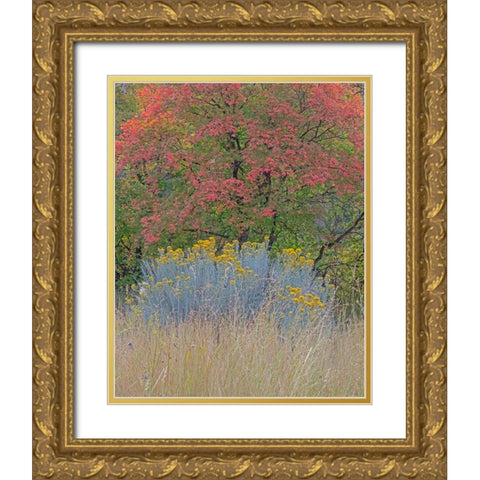USA-Utah-east of Logan on highway 89 fall color Canyon Maple and Rabbit bush Gold Ornate Wood Framed Art Print with Double Matting by Gulin, Sylvia