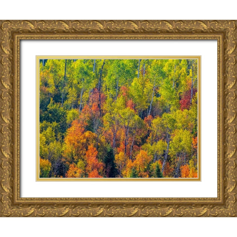 USA-Utah-east of Logan on highway 89 fall color Canyon Maple and Aspens Gold Ornate Wood Framed Art Print with Double Matting by Gulin, Sylvia