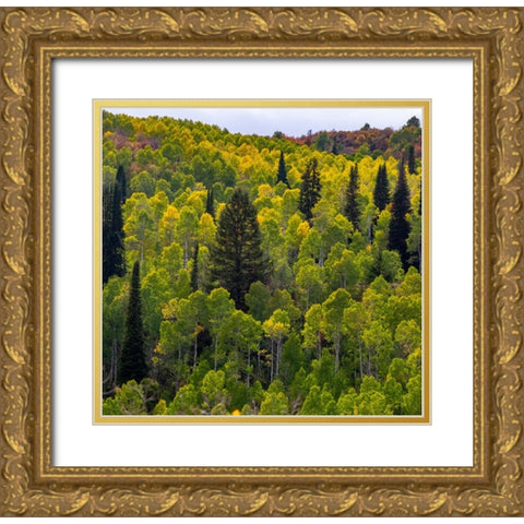 USA-Utah-east of Logan on highway 89 and Aspen Grove still green Gold Ornate Wood Framed Art Print with Double Matting by Gulin, Sylvia
