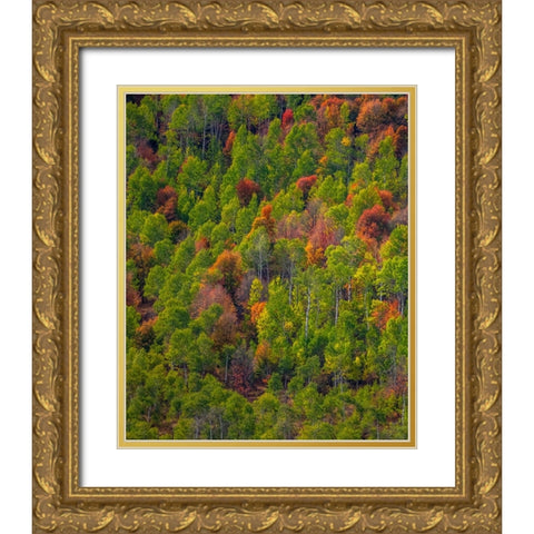 USA-Utah-east of Logan on highway 89 and Aspen Grove and Canyon Maple in autumn colors Gold Ornate Wood Framed Art Print with Double Matting by Gulin, Sylvia