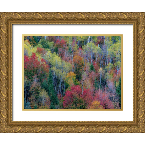 USA-Utah-east of Logan on highway 89 and Aspen Grove and Canyon Maple in autumn colors Gold Ornate Wood Framed Art Print with Double Matting by Gulin, Sylvia