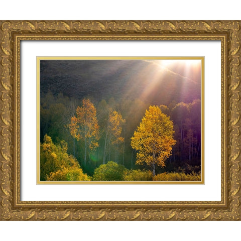 USA-Utah-east of Logan on highway 89 and Aspens in fall color with back lighting and sun beam Gold Ornate Wood Framed Art Print with Double Matting by Gulin, Sylvia