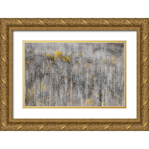 USA-Utah-Woodruff aspen trees along highway 39 Gold Ornate Wood Framed Art Print with Double Matting by Gulin, Sylvia