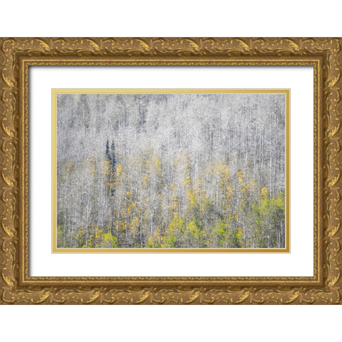 USA-Utah-Woodruff aspen trees along highway 39 Gold Ornate Wood Framed Art Print with Double Matting by Gulin, Sylvia