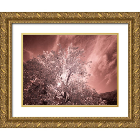USA-Utah-Infrared of the Logan Pass area Gold Ornate Wood Framed Art Print with Double Matting by Eggers, Terry