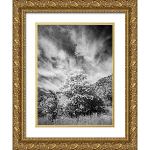 USA-Utah-Infrared of the Logan Pass area and lone tree Gold Ornate Wood Framed Art Print with Double Matting by Eggers, Terry