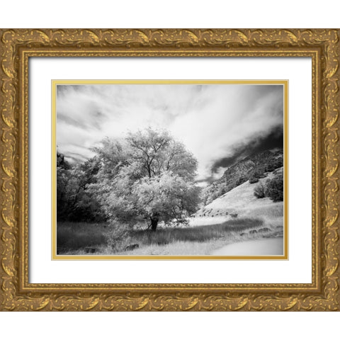 USA-Utah-Infrared of the Logan Pass area and lone tree Gold Ornate Wood Framed Art Print with Double Matting by Eggers, Terry