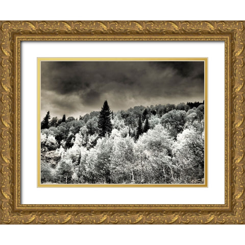 USA-Utah-Aspen Grove in infrared of the Logan Pass area Gold Ornate Wood Framed Art Print with Double Matting by Eggers, Terry