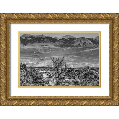 Black and white old wood branch- Abajo Mountains- Canyonlands National Park- Moab- Utah. Gold Ornate Wood Framed Art Print with Double Matting by Perry, William
