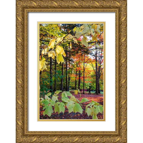 USA-Vermont-Morrisville-Jopson Lane Fall foliage Gold Ornate Wood Framed Art Print with Double Matting by Jones, Allison