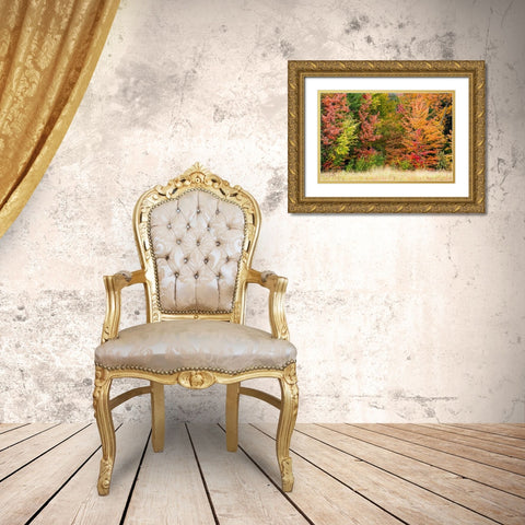 USA-Vermont-Morrisville Lyle McKee Road-fall foliage Gold Ornate Wood Framed Art Print with Double Matting by Jones, Allison