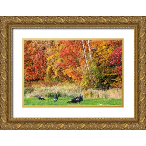 USA-Vermont-Morrisville Lyle McKee Road-fall foliage-flock of wild turkeys Gold Ornate Wood Framed Art Print with Double Matting by Jones, Allison