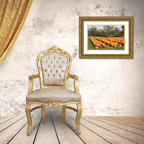 USA-Vermont-Stowe-West Hill Rd-pumpkin field Gold Ornate Wood Framed Art Print with Double Matting by Jones, Allison