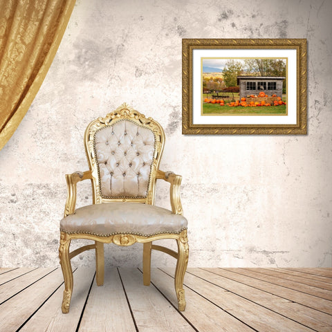 USA-Vermont-Stowe-West Hill Rd-pumpkin field Gold Ornate Wood Framed Art Print with Double Matting by Jones, Allison
