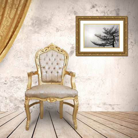 USA-Vermont-Morrisville-Jopson Lane Tree silhouetted against winter sky Gold Ornate Wood Framed Art Print with Double Matting by Jones, Allison