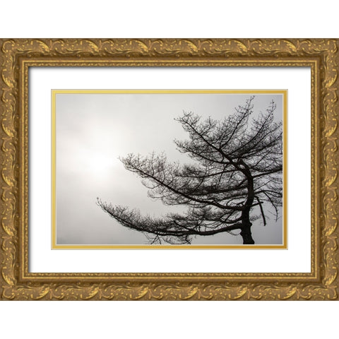 USA-Vermont-Morrisville-Jopson Lane Tree silhouetted against winter sky Gold Ornate Wood Framed Art Print with Double Matting by Jones, Allison