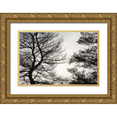 USA-Vermont-Morrisville-Jopson Lane Tree silhouetted against winter sky Gold Ornate Wood Framed Art Print with Double Matting by Jones, Allison
