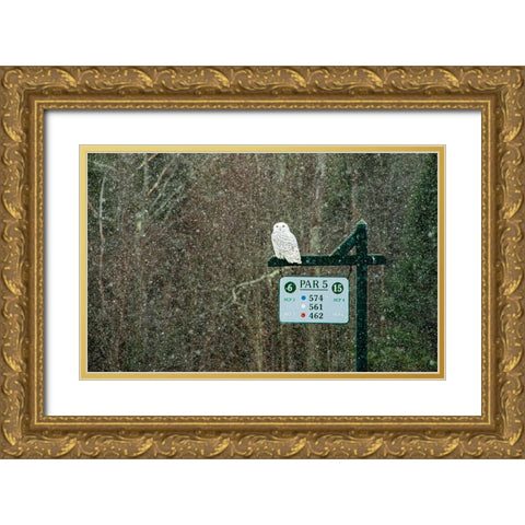 USA-Vermont-Morrisville Female snowy owl in snow on golf course Gold Ornate Wood Framed Art Print with Double Matting by Jones, Allison
