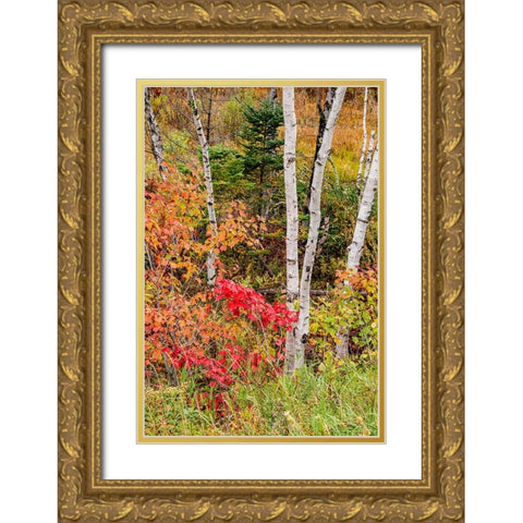 USA-Vermont-Stowe-birch trees around wetlands above the Toll House on Route 108 Gold Ornate Wood Framed Art Print with Double Matting by Jones, Allison
