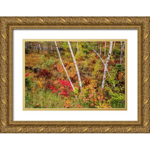 USA-Vermont-Stowe-birch trees around wetlands above the Toll House on Route 108 Gold Ornate Wood Framed Art Print with Double Matting by Jones, Allison