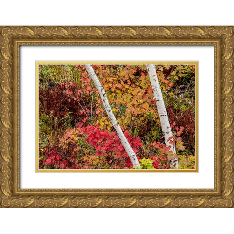 USA-Vermont-Stowe-birch trees around wetlands above the Toll House on Route 108 Gold Ornate Wood Framed Art Print with Double Matting by Jones, Allison