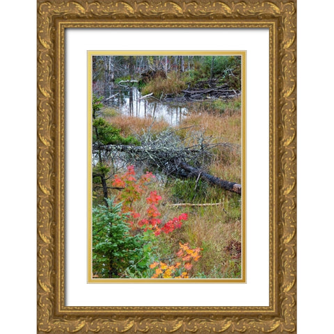 USA-Vermont-Stowe-birch trees around wetlands above the Toll House on Route 108 Gold Ornate Wood Framed Art Print with Double Matting by Jones, Allison