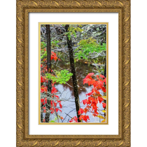 USA-Vermont-Stowe-birch trees around wetlands above the Toll House on Route 108 Gold Ornate Wood Framed Art Print with Double Matting by Jones, Allison