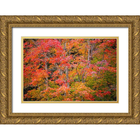 USA-Vermont-Fall foliage in Green Mountains at Bread Loaf-owned by Middlebury College Gold Ornate Wood Framed Art Print with Double Matting by Jones, Allison
