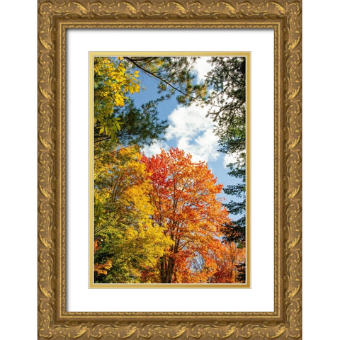 USA-Vermont-Fall foliage in Morrisville on Jopson Lane Gold Ornate Wood Framed Art Print with Double Matting by Jones, Allison
