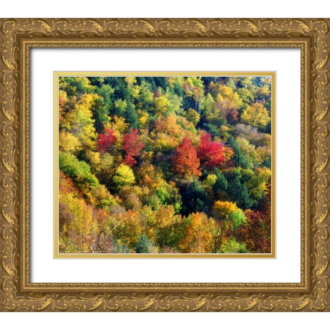Vermont, Autumn Colors in the forest of Vermont Gold Ornate Wood Framed Art Print with Double Matting by Talbot Frank, Christopher
